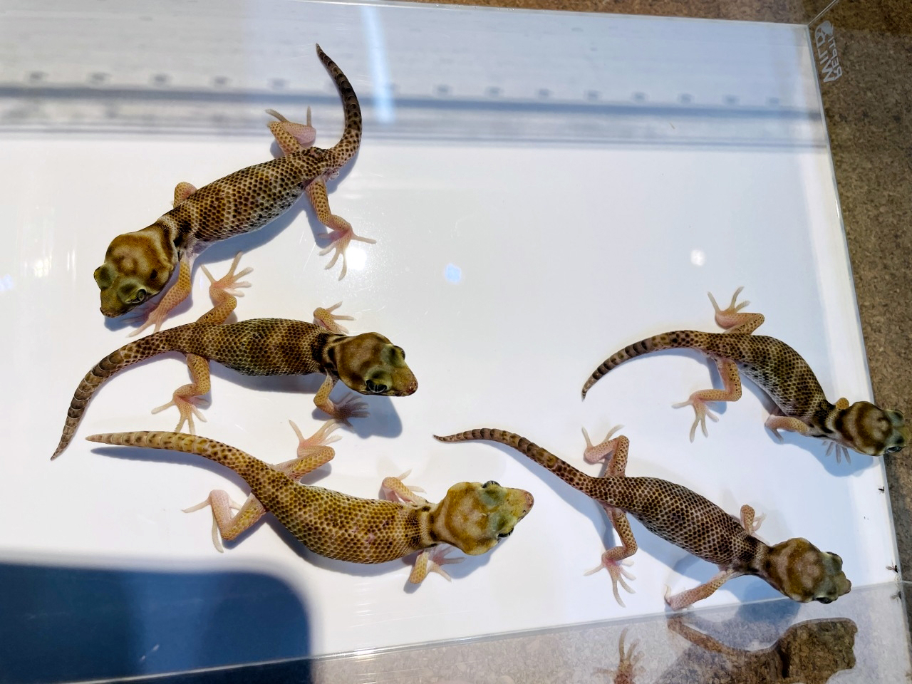 プシバルスキースキンクヤモリ(6)