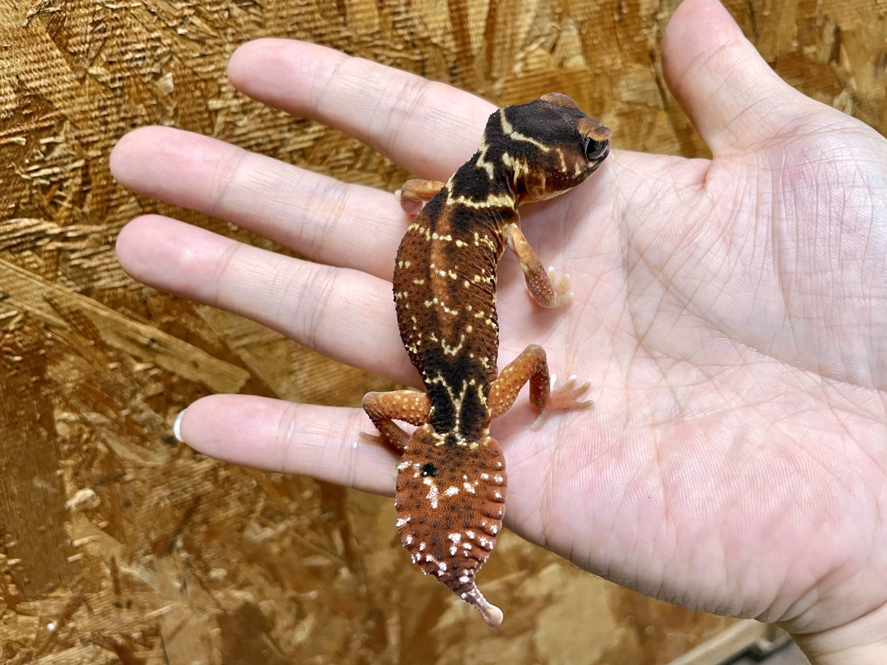 ナメハダタマオヤモリ(5)