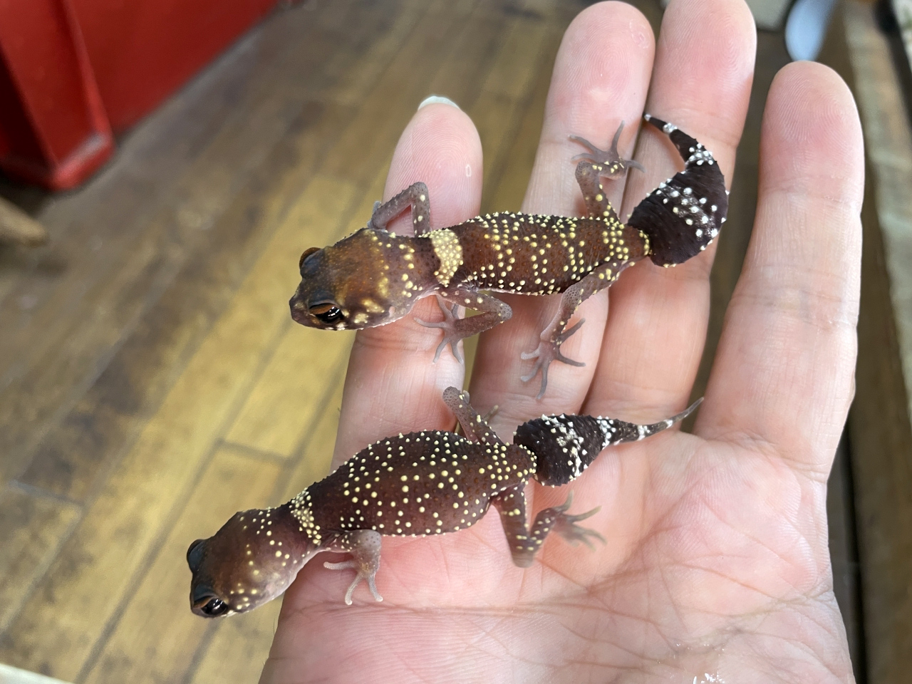 アンダーウッディサウルス(3)