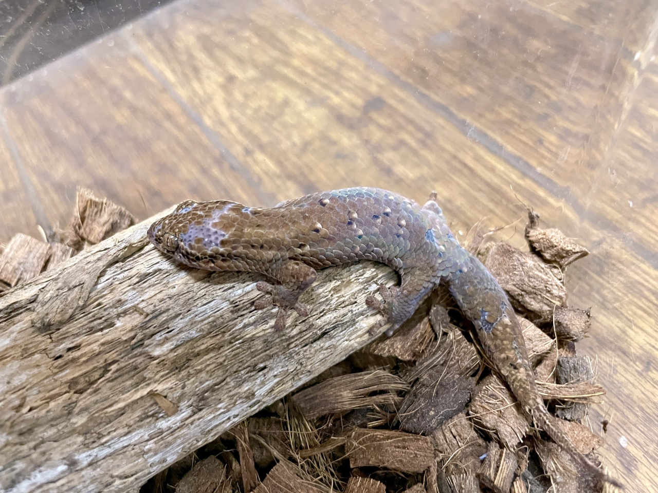 オオバクチヤモリ(8)