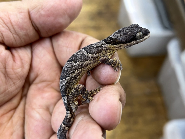 ヒガシアフリカネコツメヤモリ