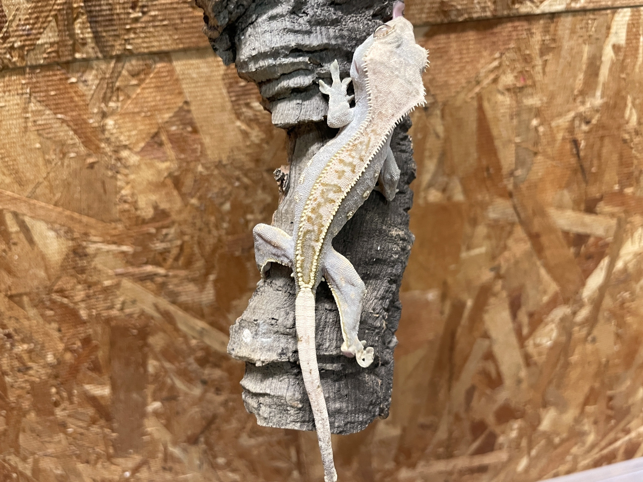 クレステッドゲッコー(9)