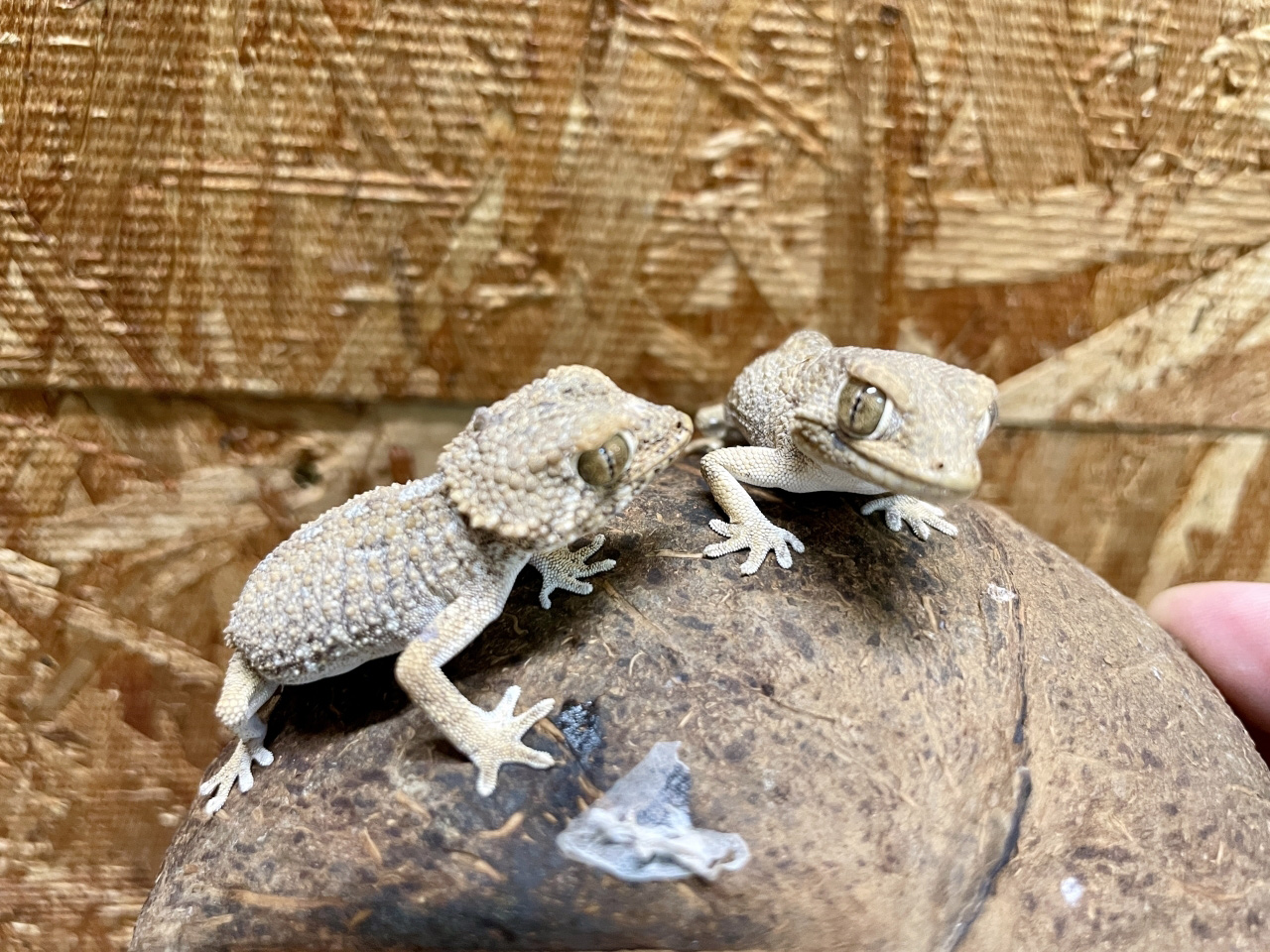 ヘルメットゲッコー(6)