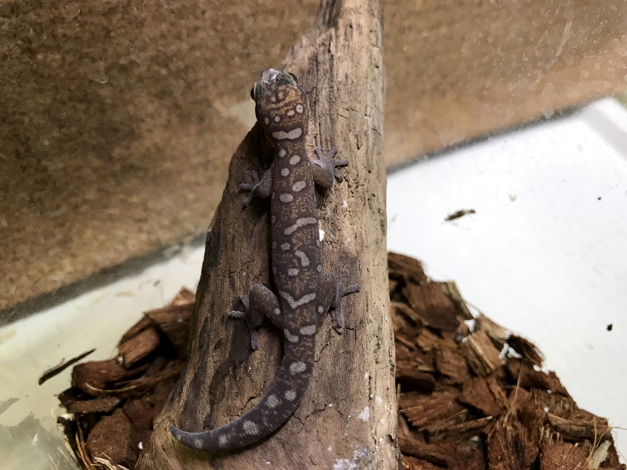 オセラータビロードヤモリ(2)