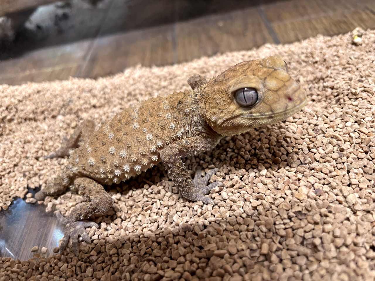 オニタマオヤモリ(6)