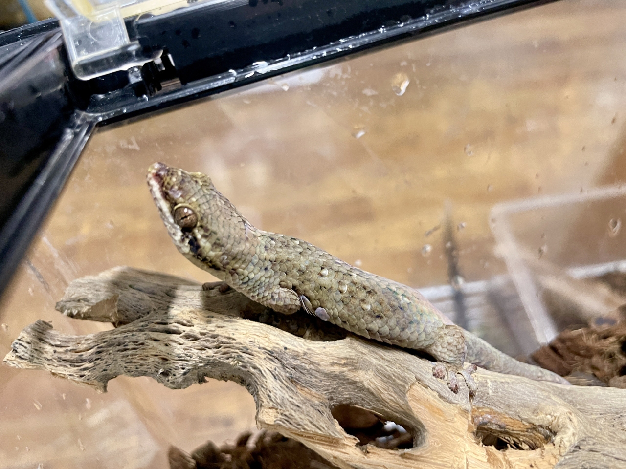 オオバクチヤモリ(11)