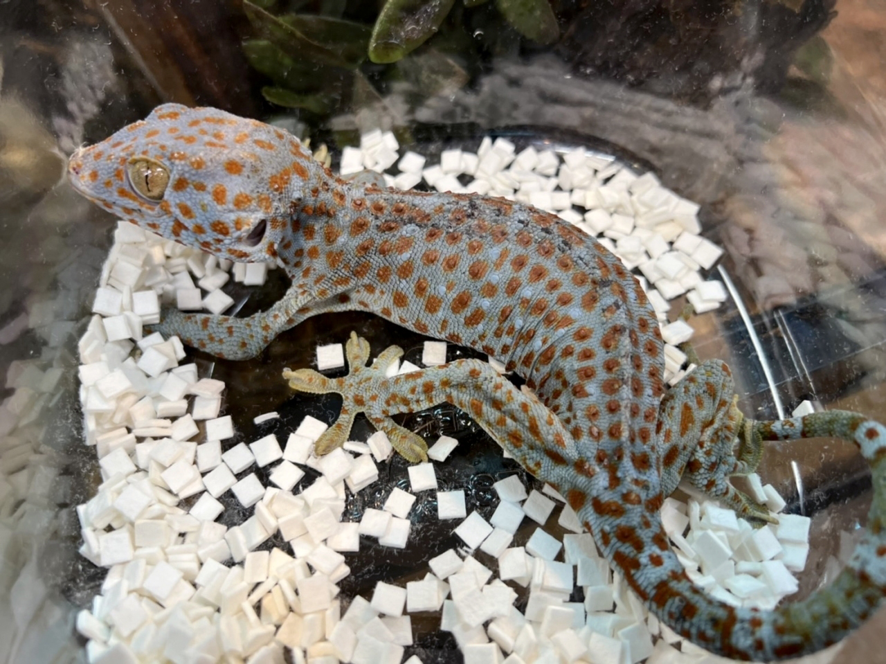 トッケイヤモリ(2)