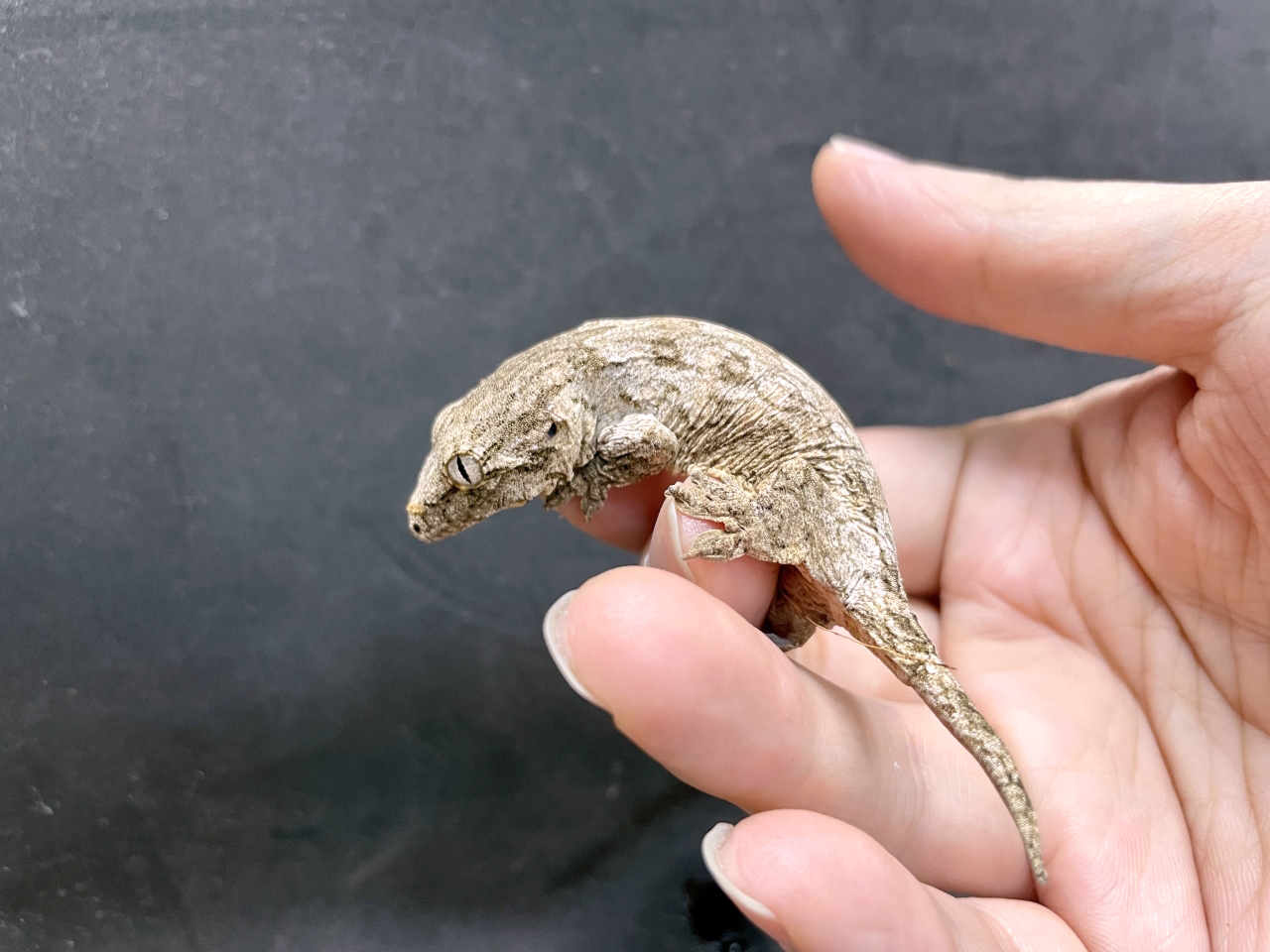 ニューカレドニアジャイアントゲッコー（ヘンケリ）(12)