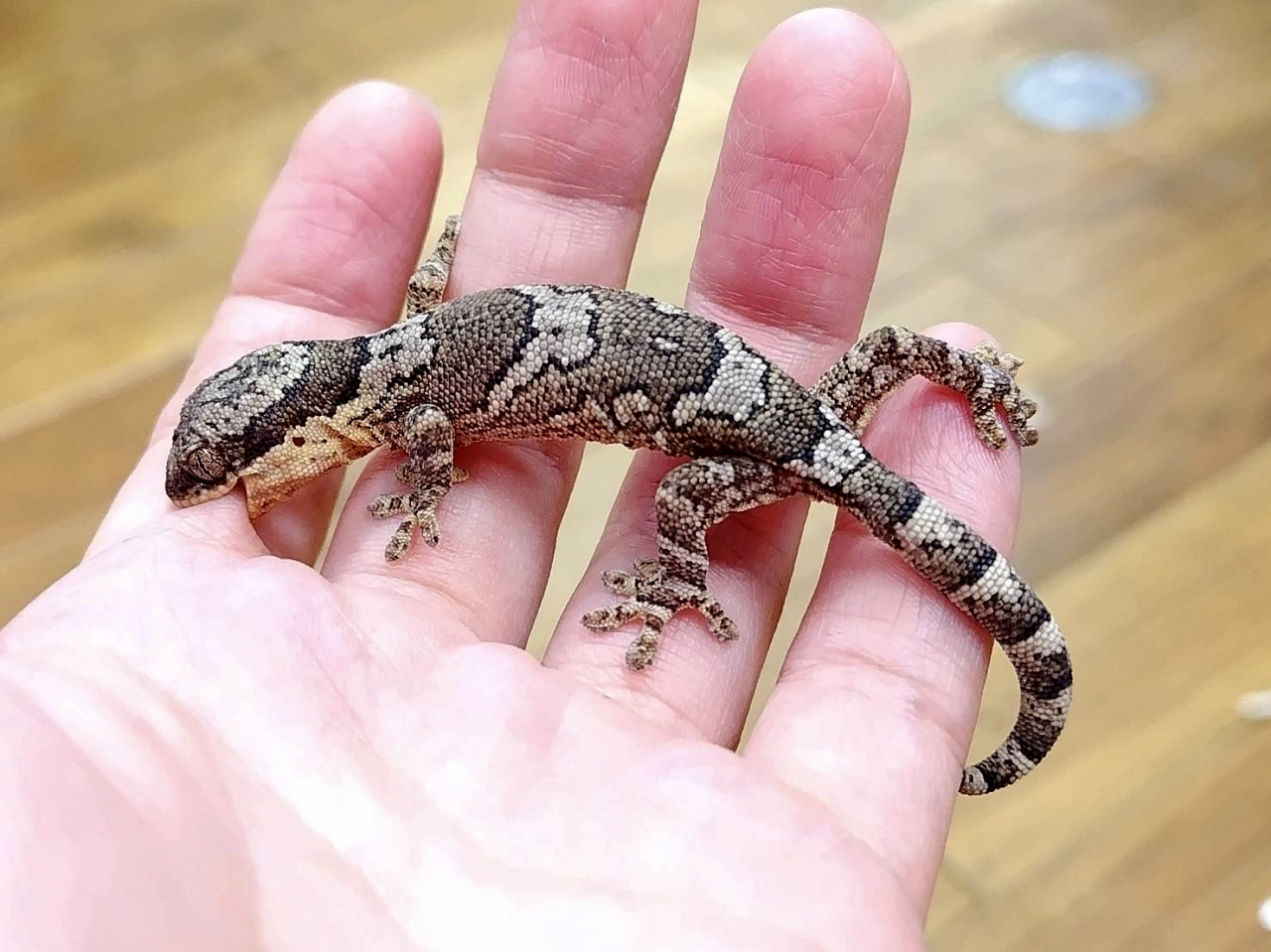 ヒガシアフリカネコツメヤモリ(5)