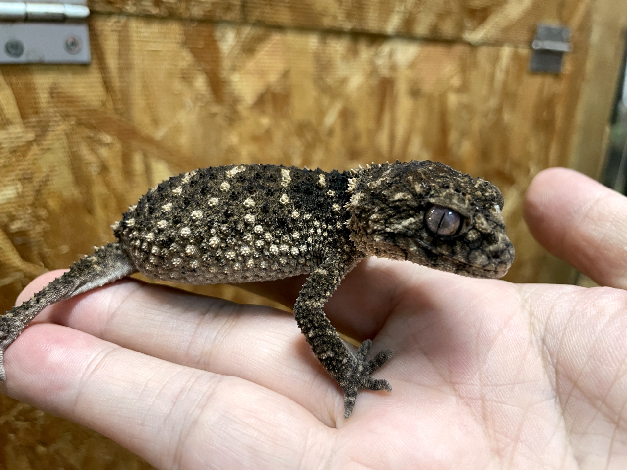 サメハダタマオヤモリ(3)