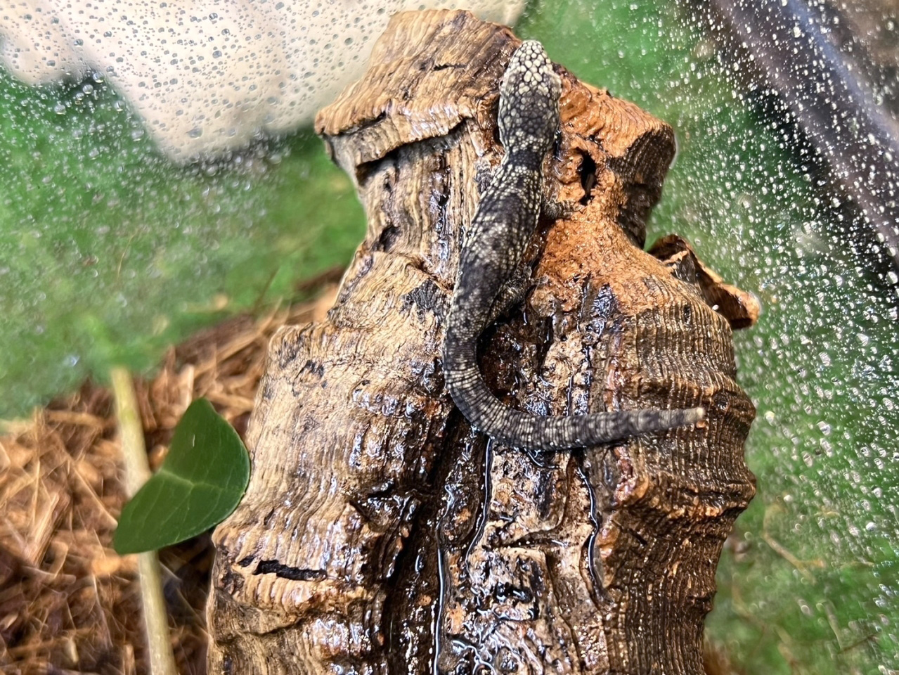 オキシデンタリスクチサケヤモリ(4)