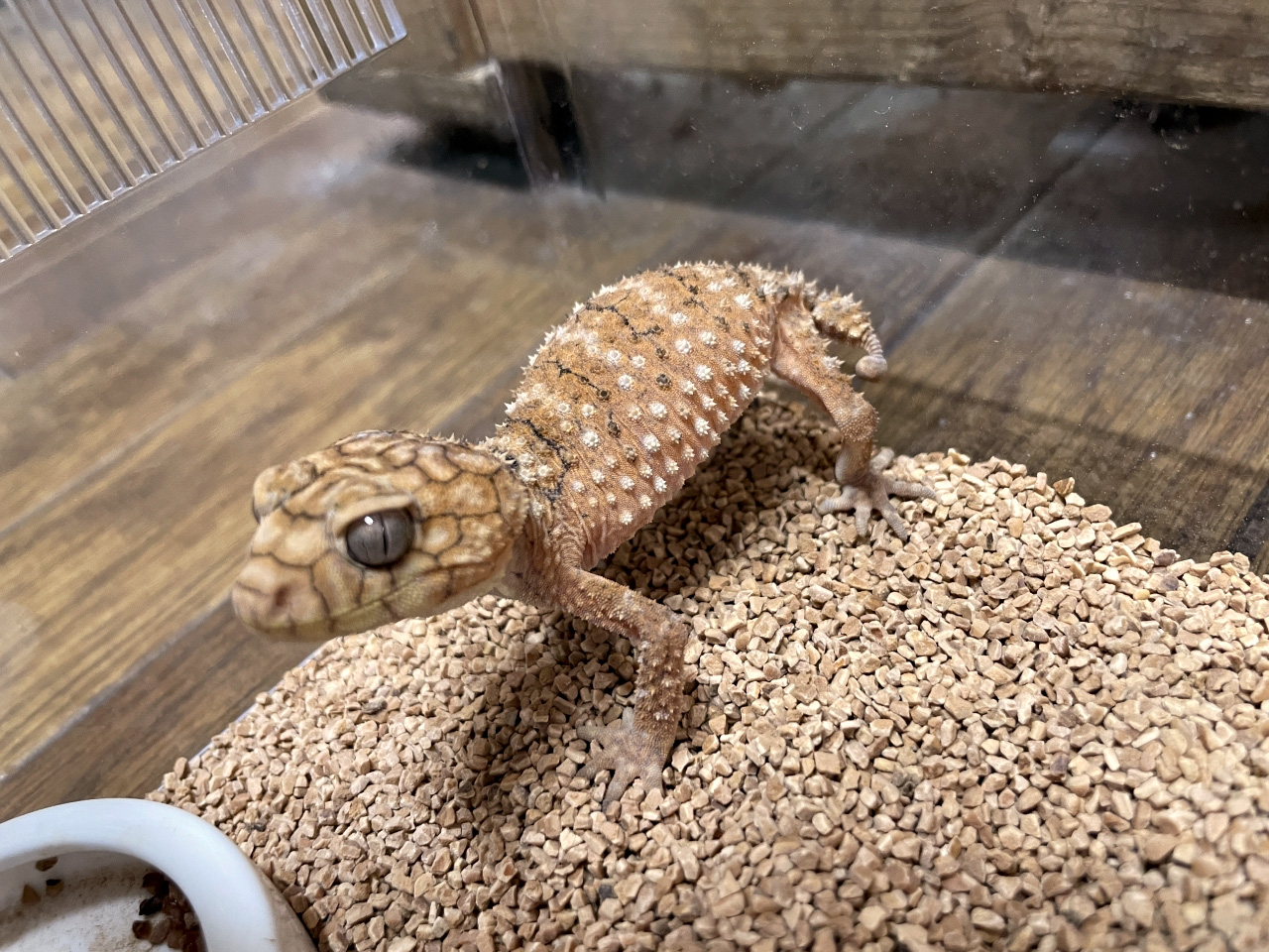 オニタマオヤモリ(3)