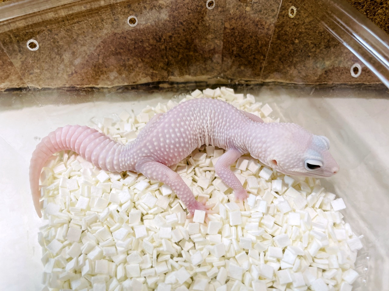 ヒョウモントカゲモドキ(5)