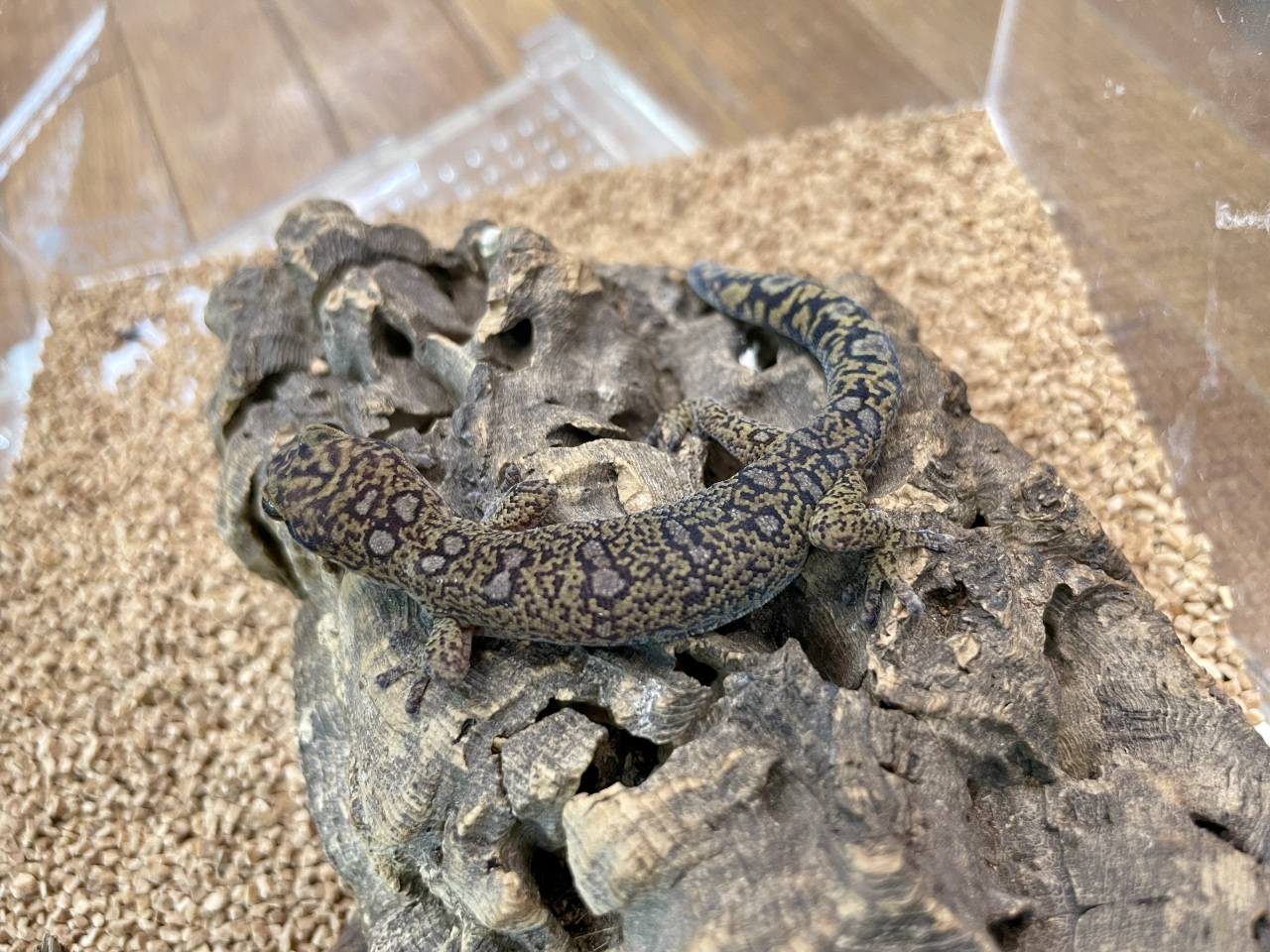 オセラータビロードヤモリ(4)