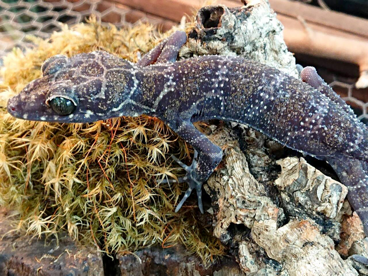 イトコホソユビヤモリ(7)