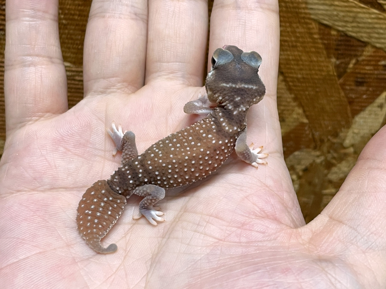 ナメハダタマオヤモリ(4)