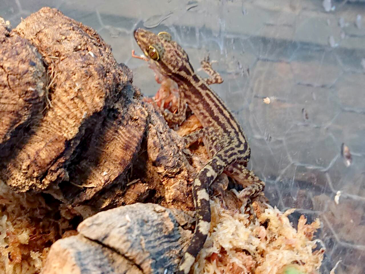 ヨスジホソユビヤモリ(4)