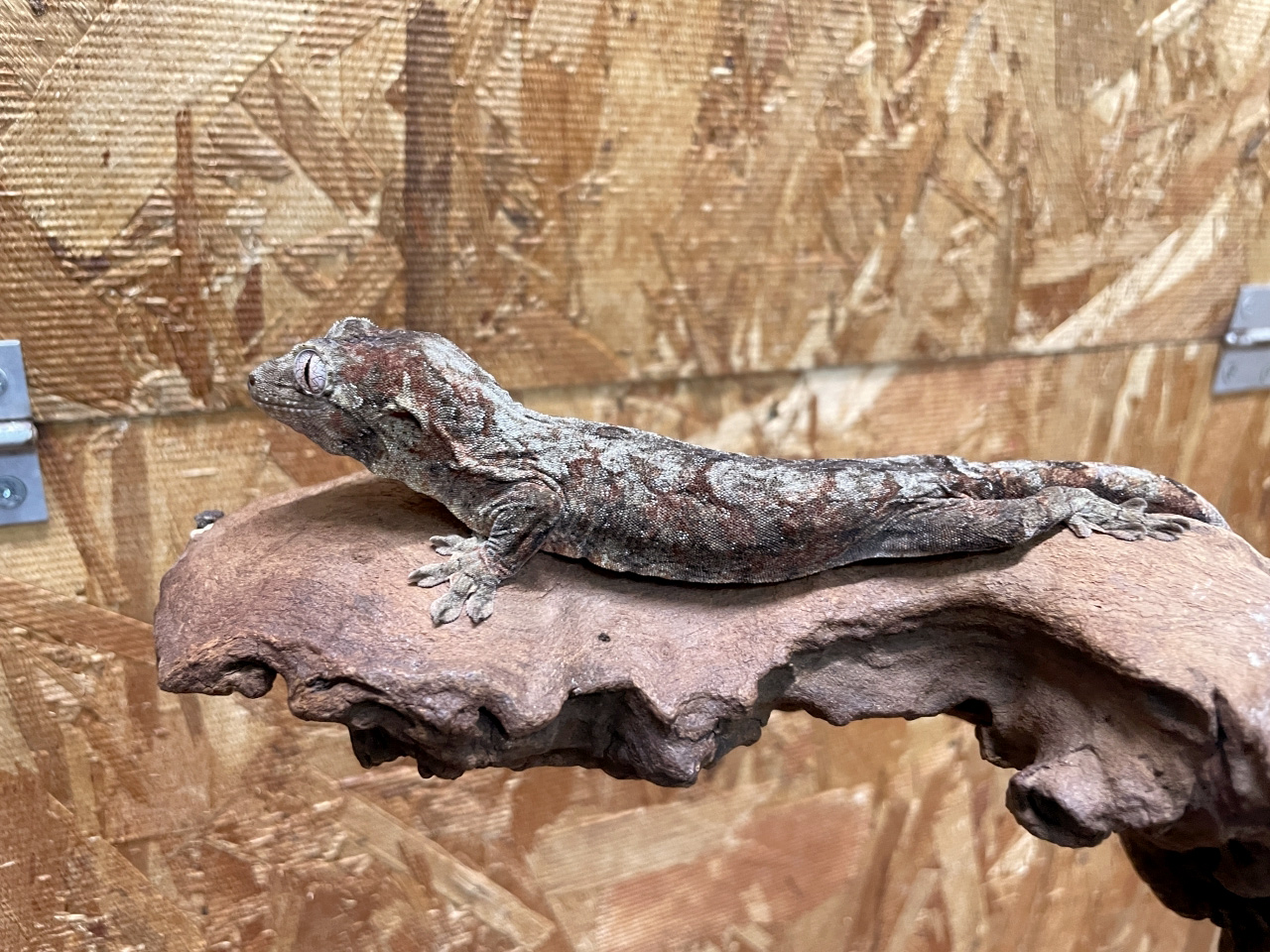 チャホアミカドヤモリ(3)