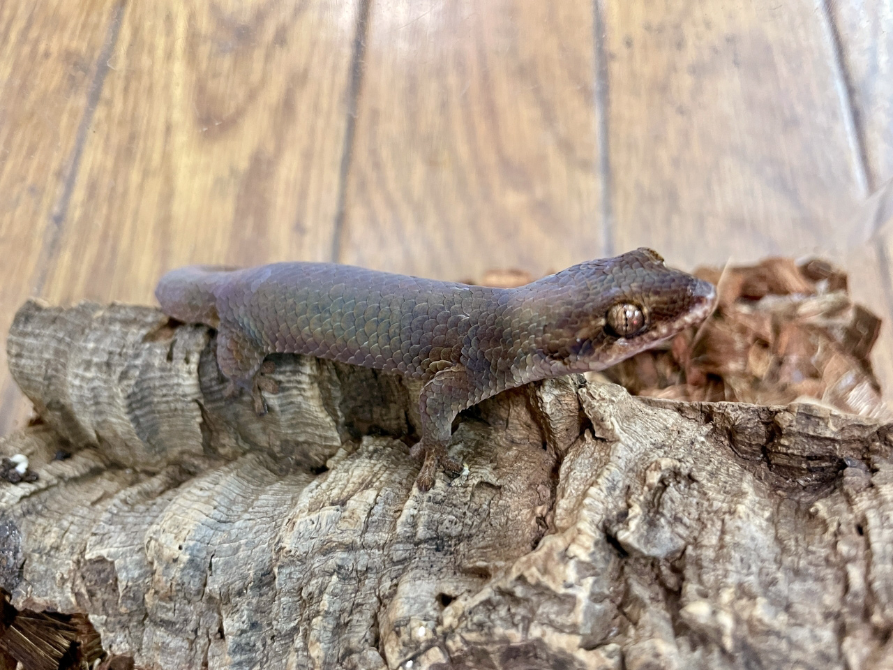 オオバクチヤモリ(1)