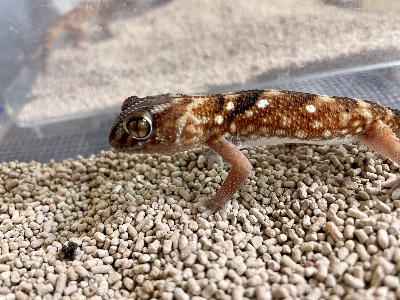 ナミブグローブヤモリ(2)