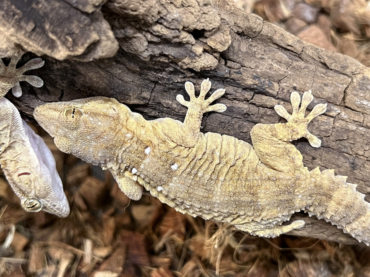 タマキカベヤモリ(1)