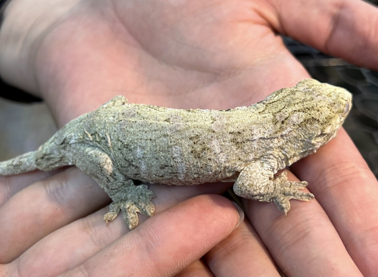 ニューカレドニアジャイアントゲッコー（ヘンケリ）(3)