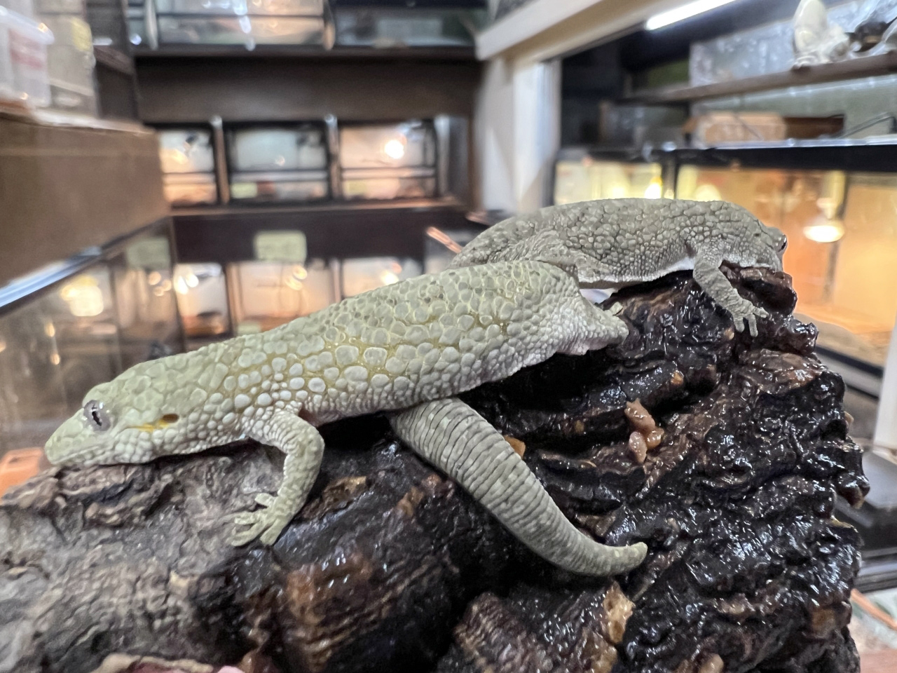 オキシデンタリスクチサケヤモリ(7)