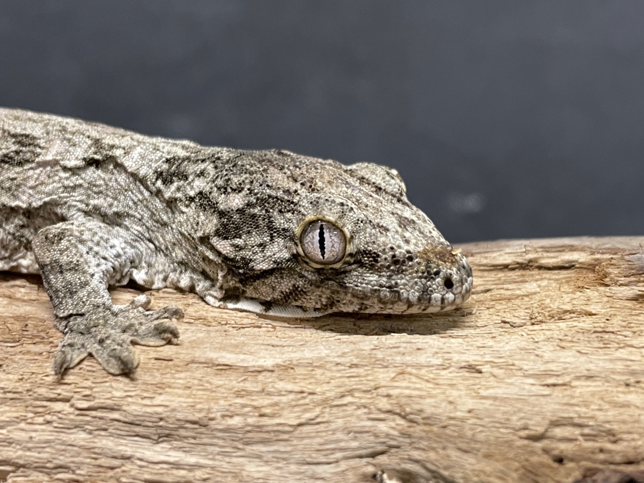 ニューカレドニアジャイアントゲッコー（グランテラ）(4)