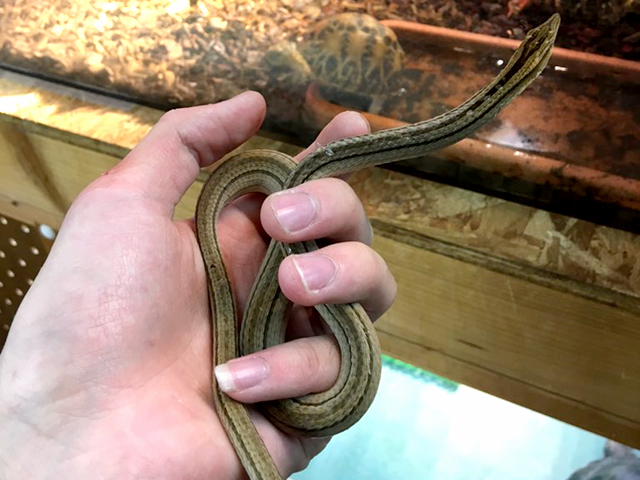 ジカリーヒレアシトカゲ