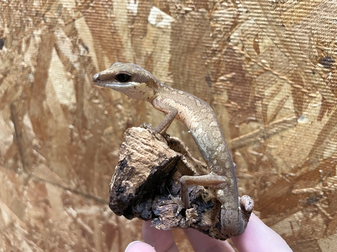 マレーシアキャットゲッコー(1)