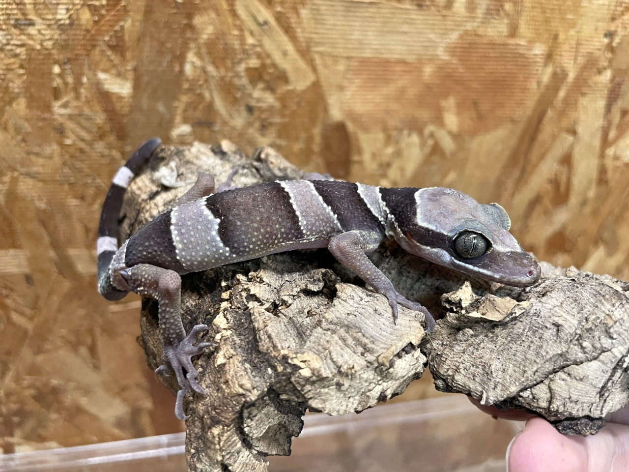 マレーホソユビヤモリ(3)