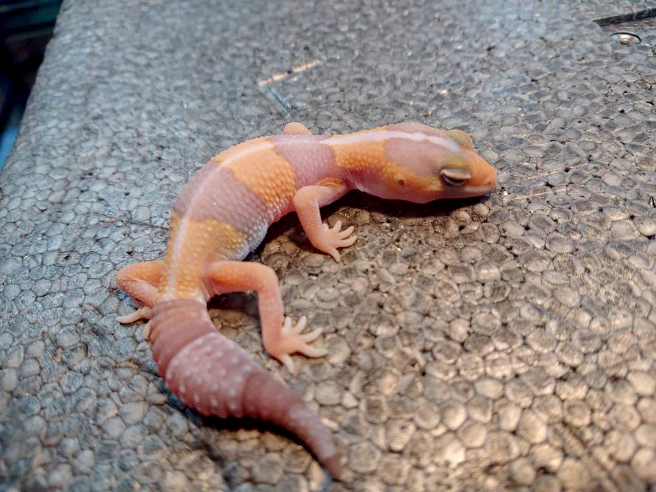 ニシアフリカトカゲモドキ(4)