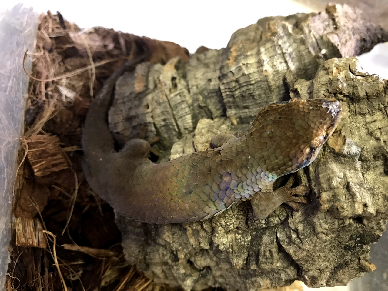 オオバクチヤモリ(4)