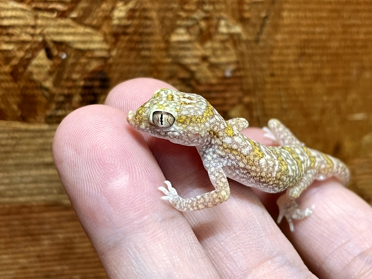 エレガンスボウユビヤモリ(5)