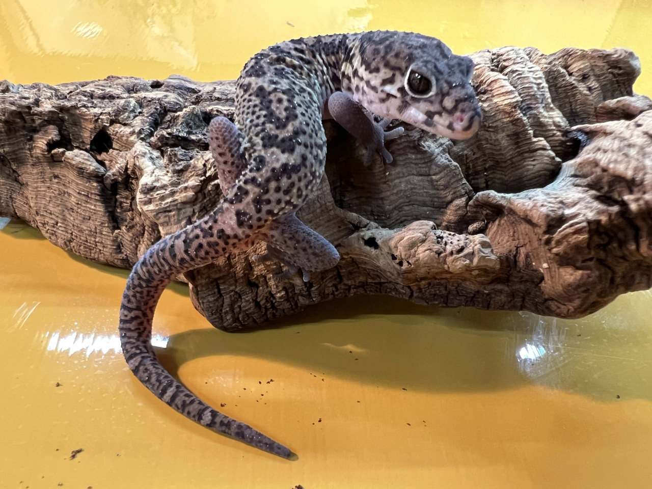 ボウシトカゲモドキ(3)