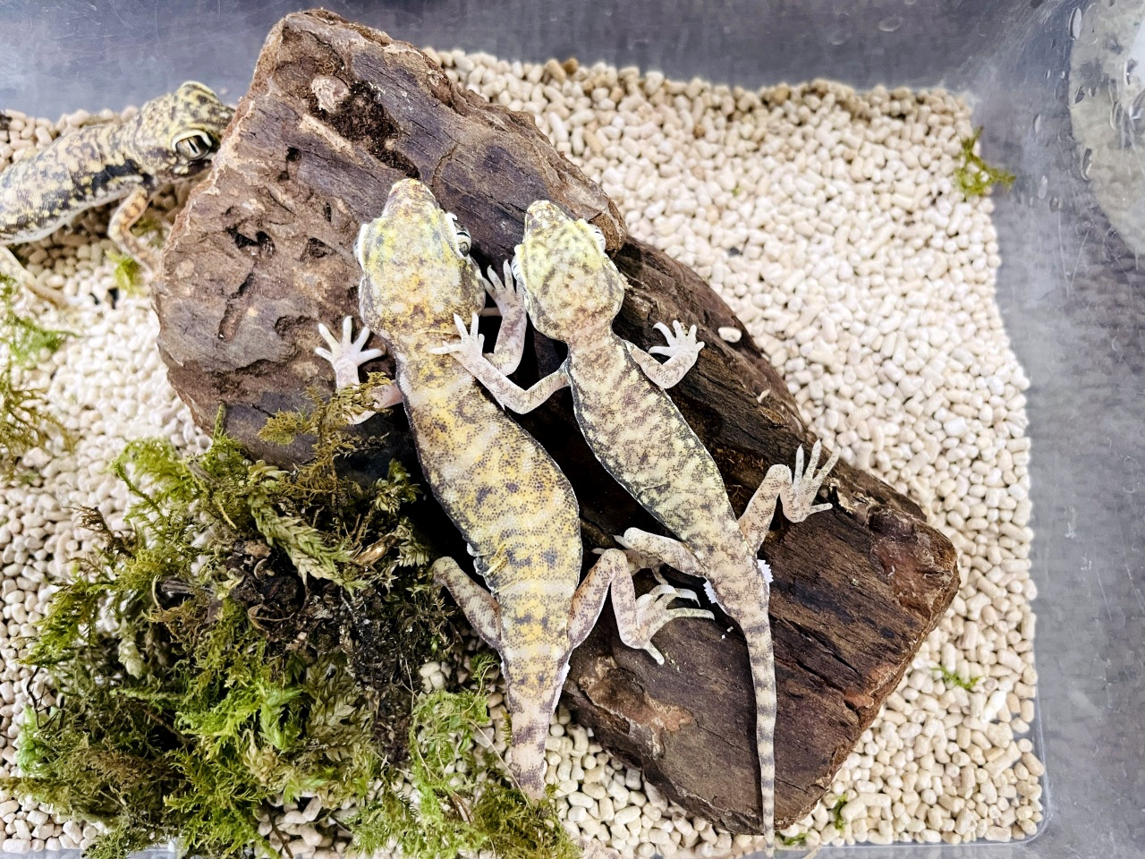 ペトリボウユビヤモリ(4)