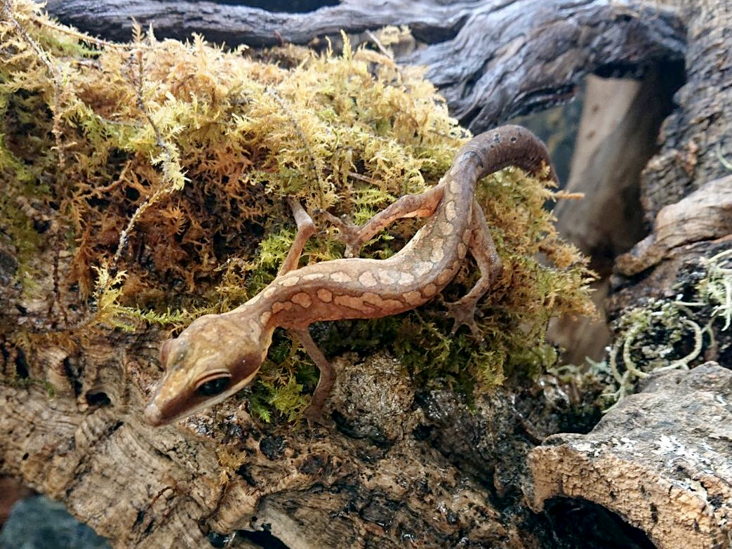 マレーシアキャットゲッコー(8)