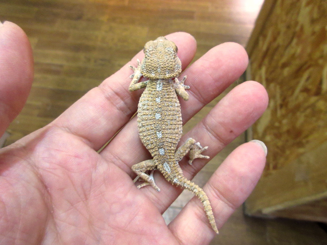 ヘルメットゲッコー(9)