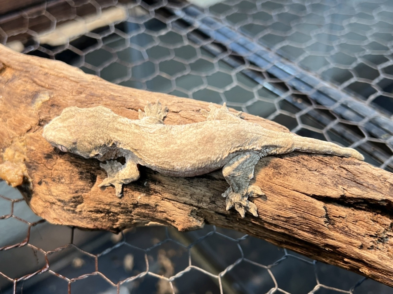 ニューカレドニアジャイアントゲッコー（グランテラ）(9)