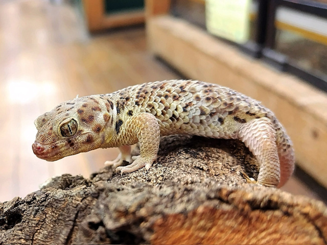 ロボロフスキースキンクヤモリ