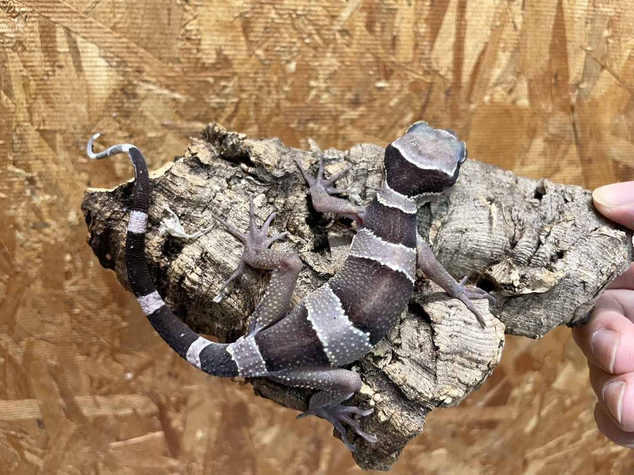 マレーホソユビヤモリ(4)