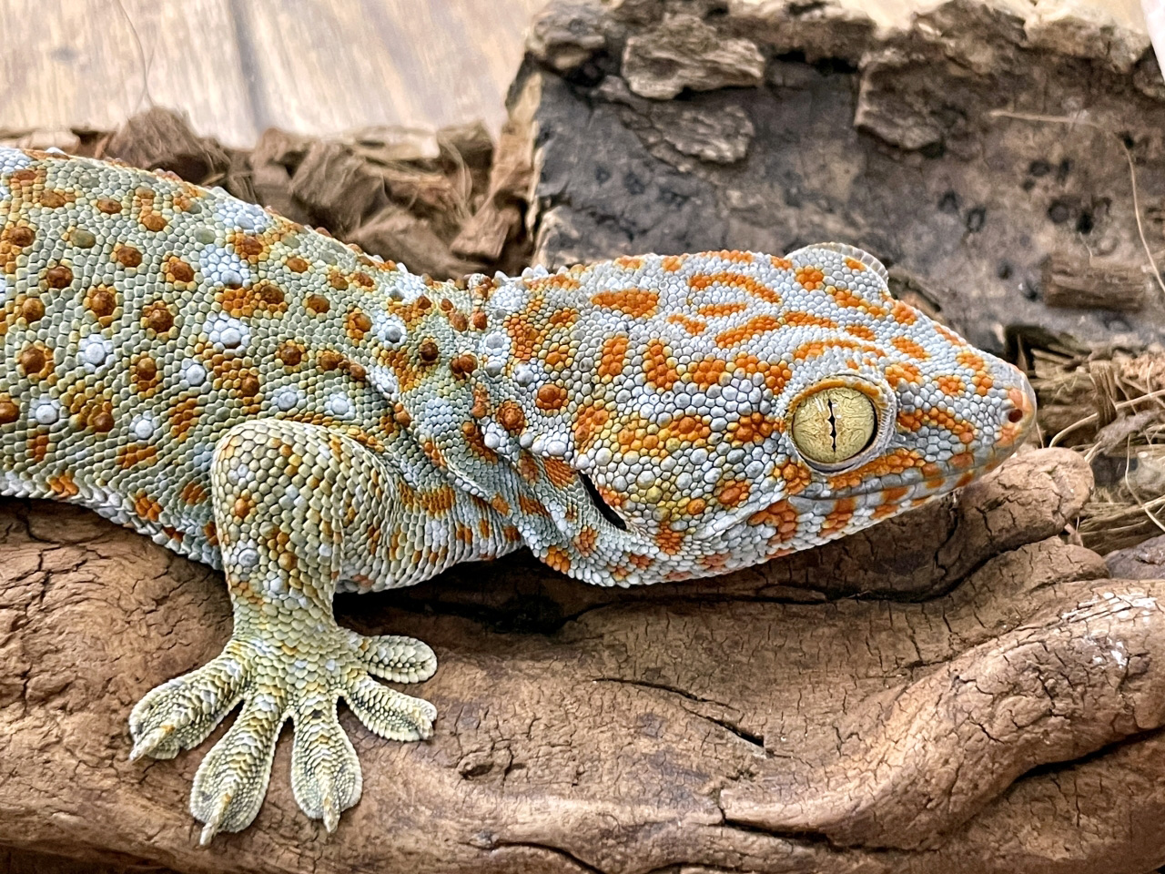 トッケイヤモリ(4)