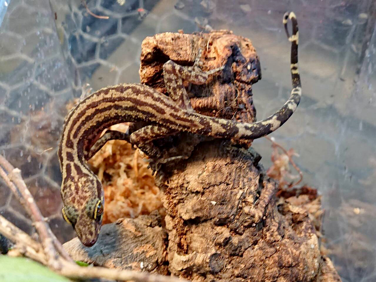 ヨスジホソユビヤモリ(3)