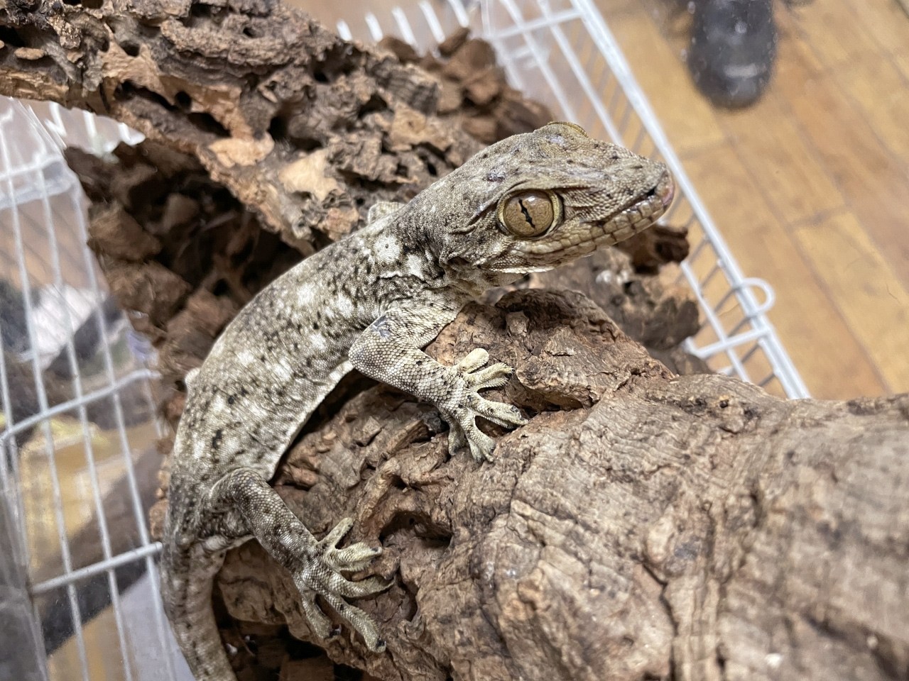 ボイヴィンネコツメヤモリ(6)