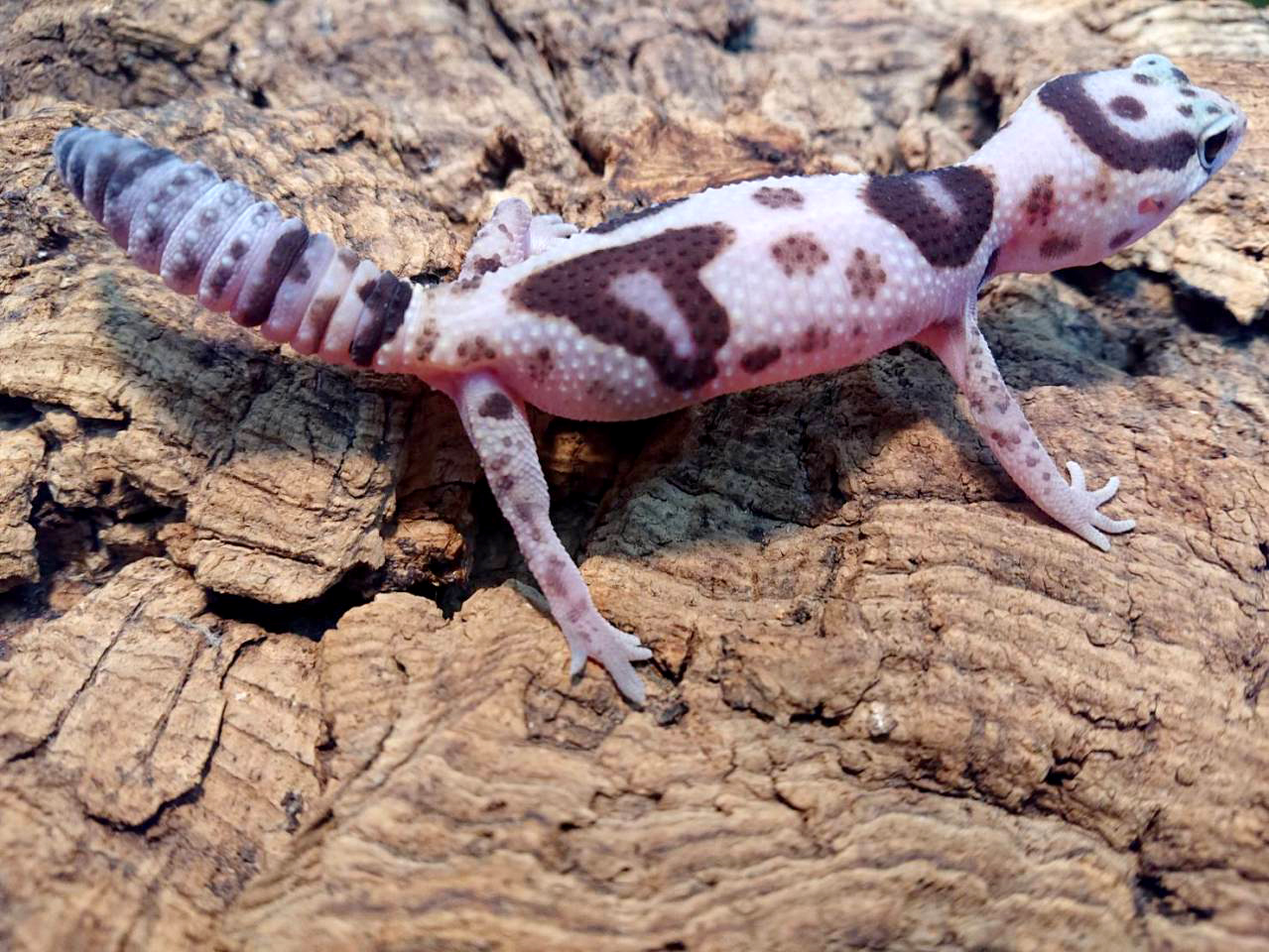 ニシアフリカトカゲモドキ(2)