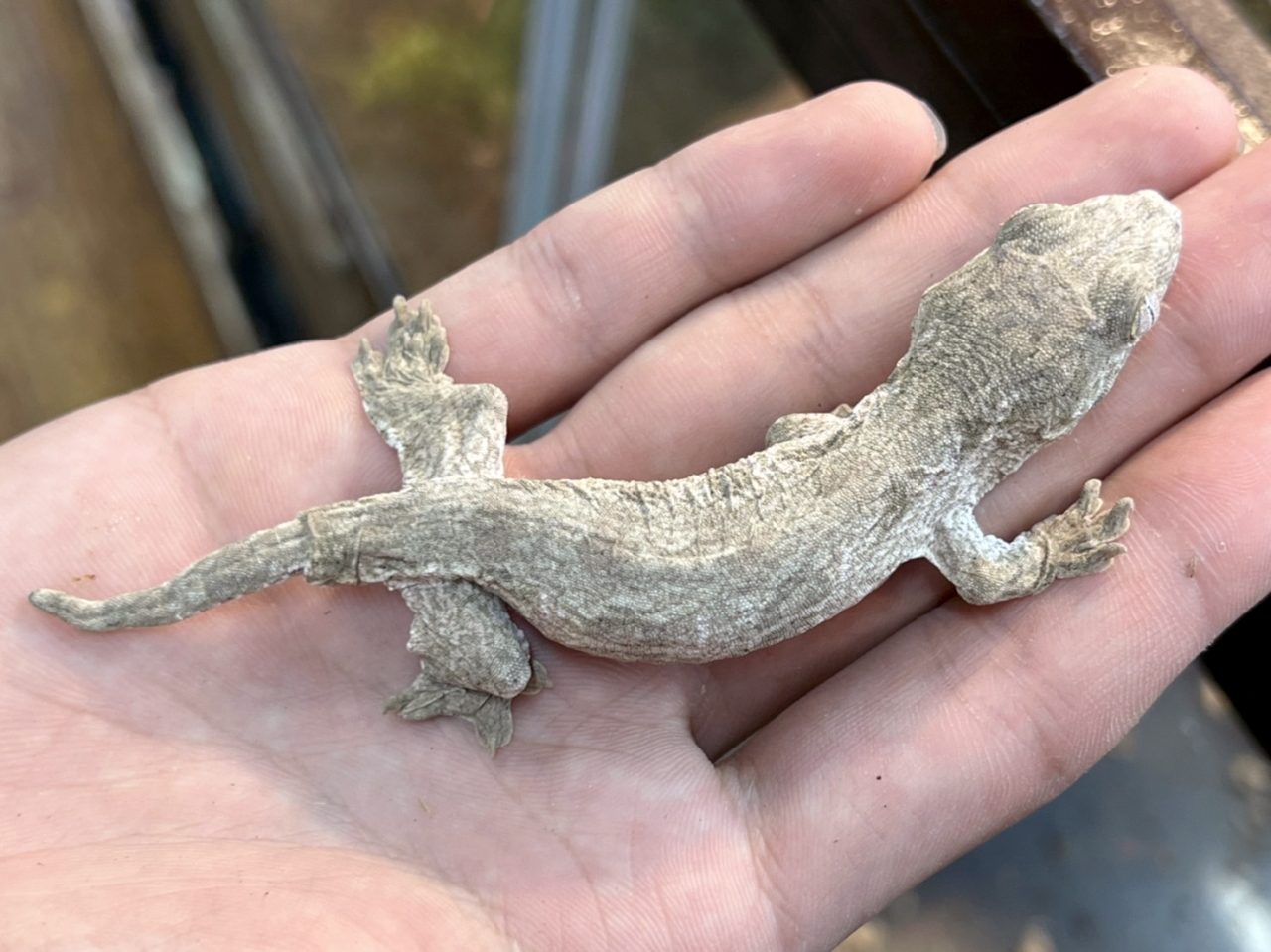 ニューカレドニアジャイアントゲッコー（グランテラ）(8)