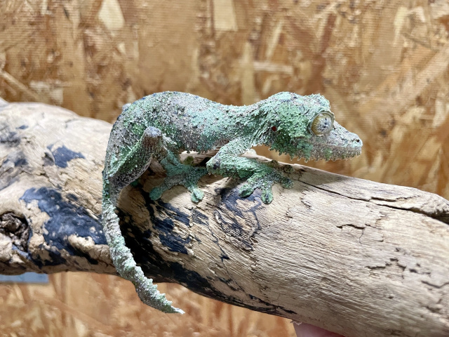 ノシボラハヘラオヤモリ