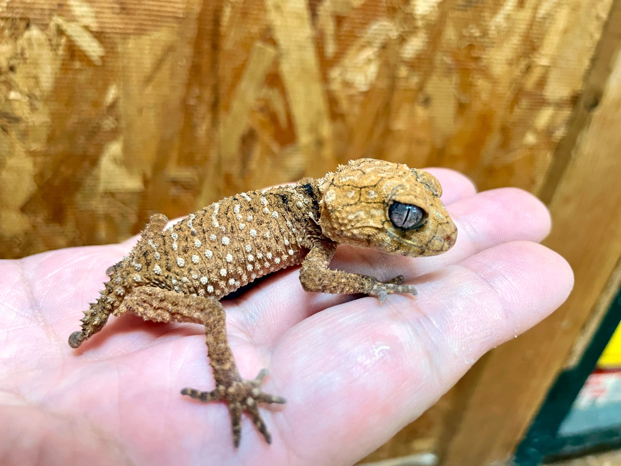 オニタマオヤモリ(8)