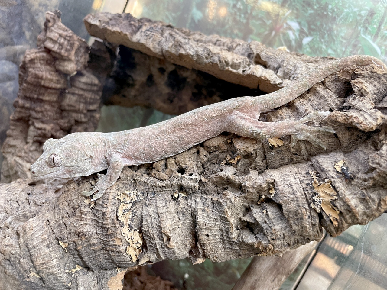 チャホアミカドヤモリ(9)