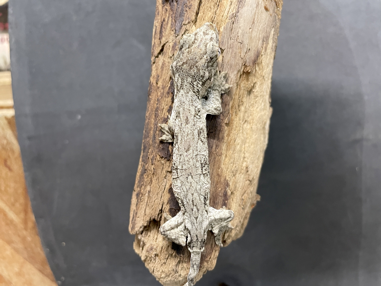 ニューカレドニアジャイアントゲッコー（グランテラ）(2)